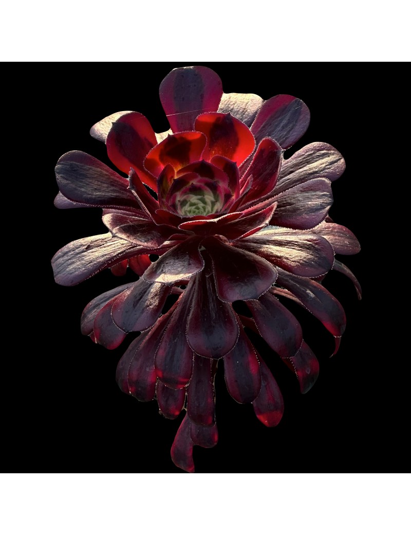 Aeonium 'Zwartkop Variegated' Aeonium 'Zwartkop Variegated'