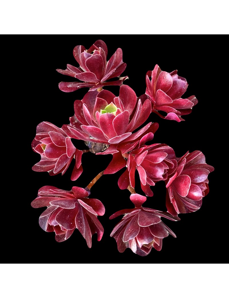 Aeonium 'Color World' Aeonium 'Color World'