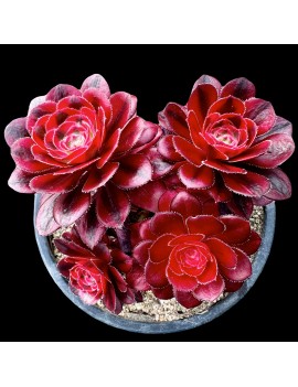 Aeonium 'Chanel'