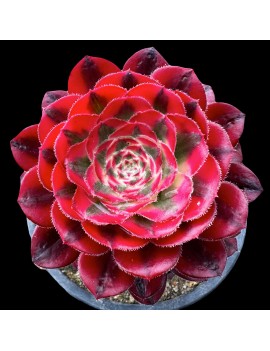 Aeonium 'Chanel'