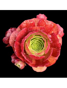 Aeonium 'Color Cloud'