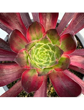 Aeonium 'Voodoo Variegated'