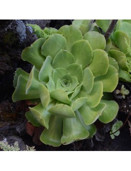 Aeonium palmense