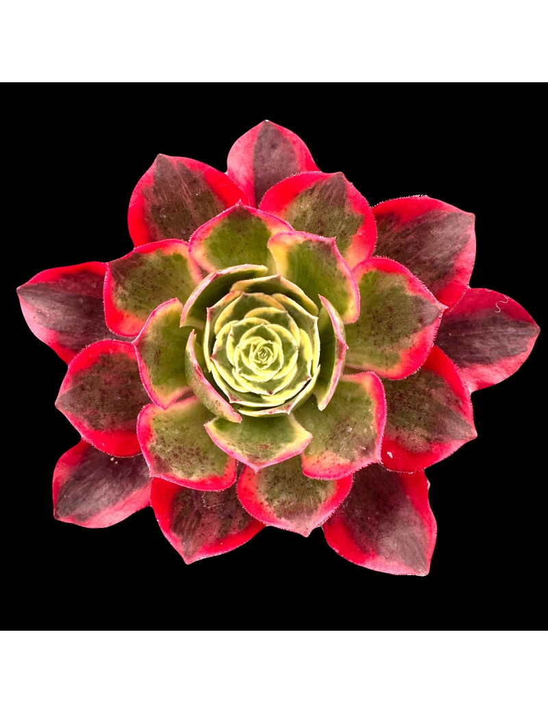 Aeonium 'Phantom'