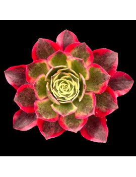 Aeonium 'Phantom'