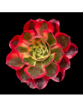 Aeonium 'Phantom'