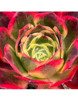 Aeonium 'Phantom'