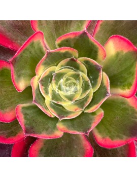 Aeonium 'Phantom'