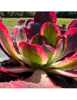 Aeonium 'Phantom'