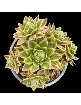 Aeonium 'Custard'