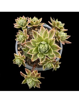 Aeonium 'Custard' 'X Hybridum Variegated'