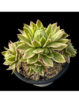 Aeonium 'Custard' 'X Hybridum Variegated'