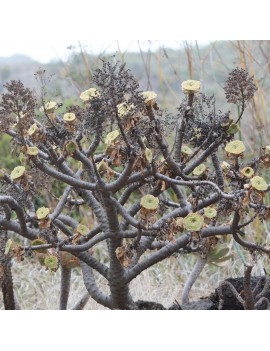 Aeonium arboreum ssp. holochrysum