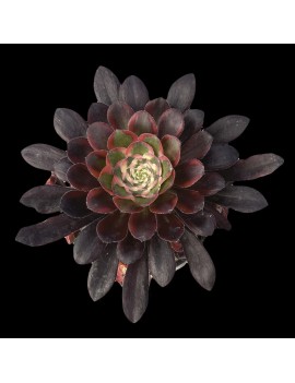 Aeonium 'Lina'