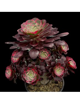 Aeonium 'Lina'