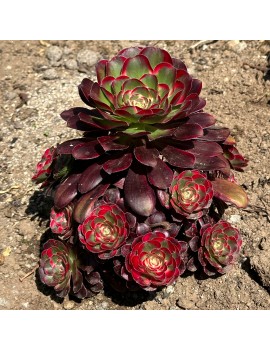 Aeonium 'Lina'