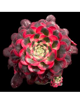 Aeonium 'Lina'