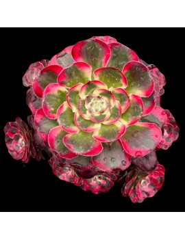 Aeonium 'Lina'