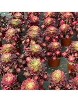 Aeonium 'Lina'