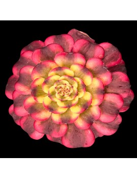 Aeonium 'Venus'