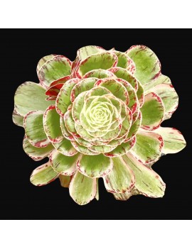 Aeonium 'Rubrolineatum Variegated'