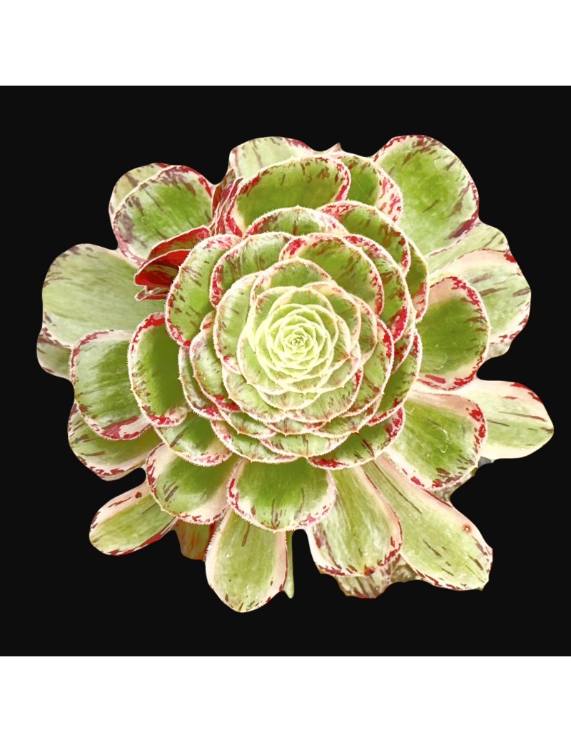 Aeonium 'Rubrolineatum Variegated'