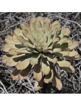 Aeonium urbicum var. meridionale