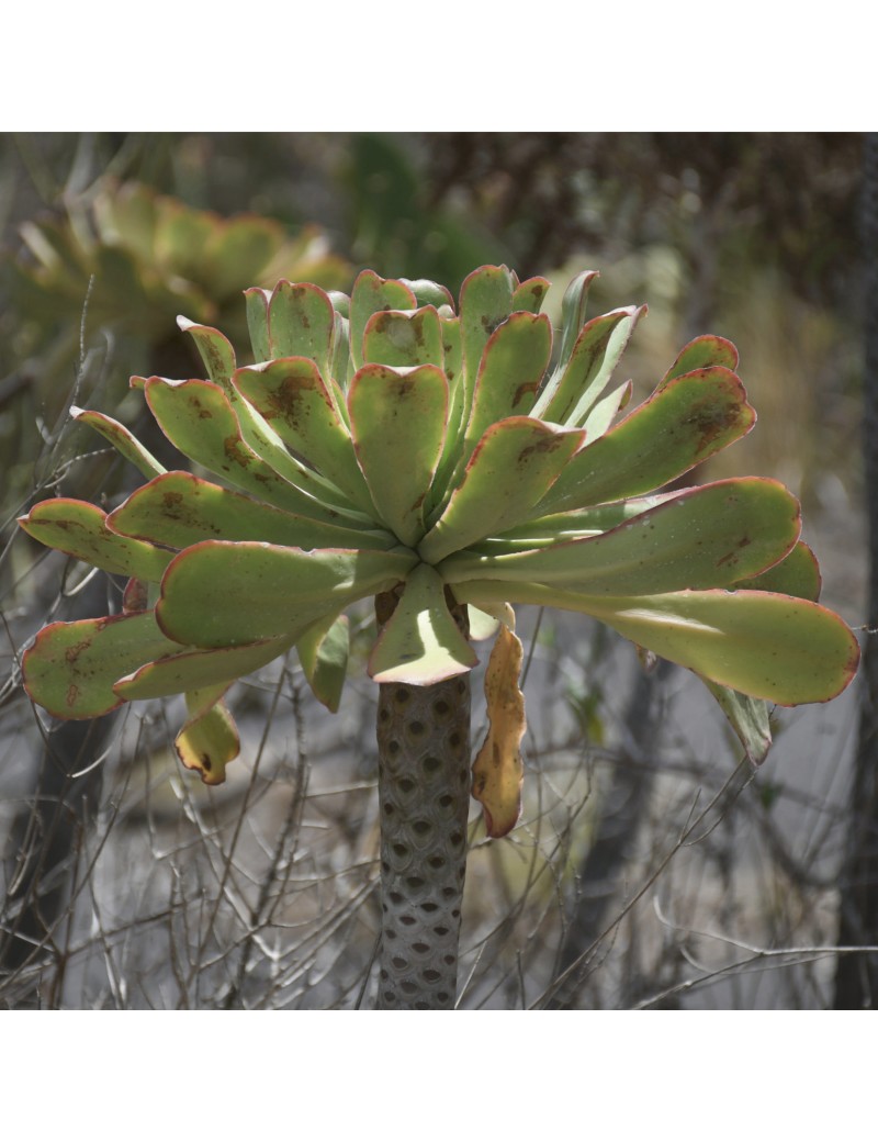 Aeonium urbicum var. meridionale