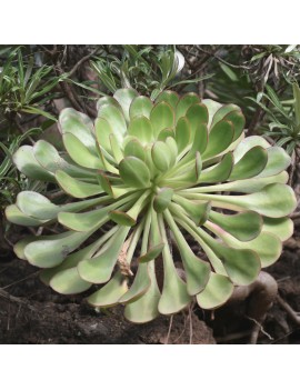 Aeonium urbicum var. urbicum