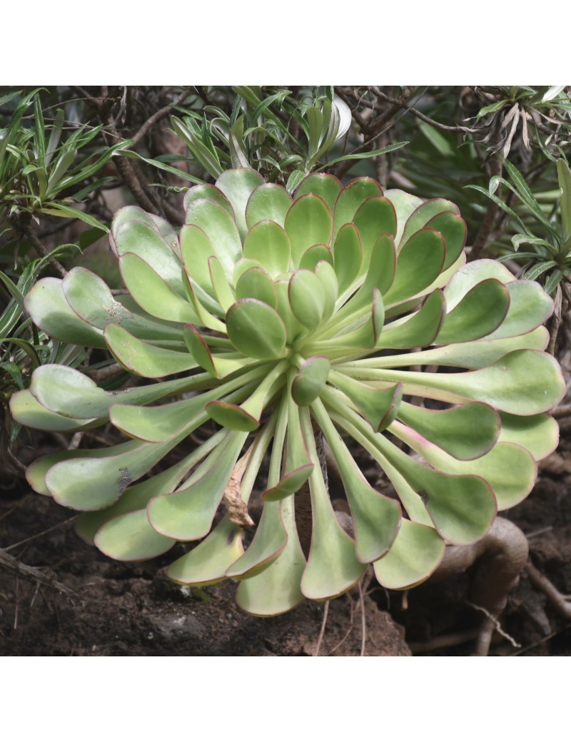 Aeonium urbicum var. urbicum