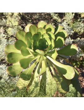 Aeonium urbicum var. urbicum