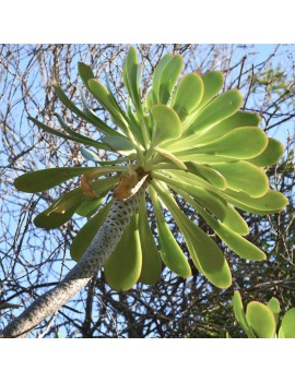 Aeonium urbicum var. urbicum