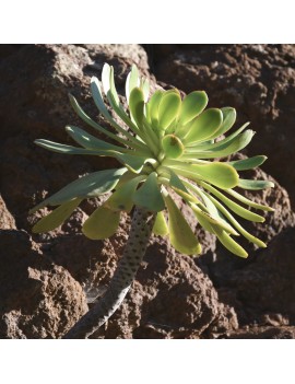 Aeonium urbicum var. urbicum