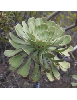 Aeonium urbicum var. urbicum