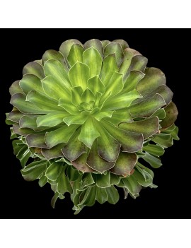 Aeonium 'Flaming Mountain"