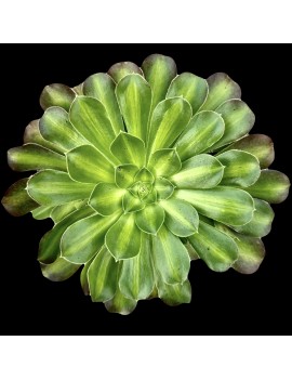 Aeonium 'Flaming Mountain"