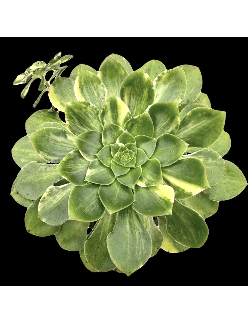 Aeonium 'Butterfly'