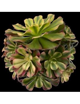 Aeonium 'Princess'