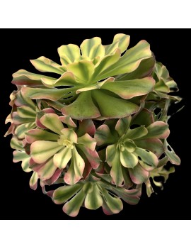 Aeonium 'Princess'