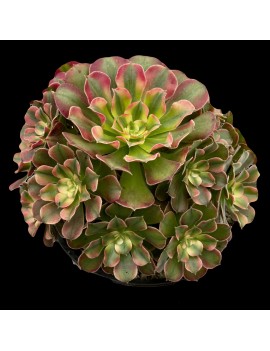 Aeonium 'Princess'