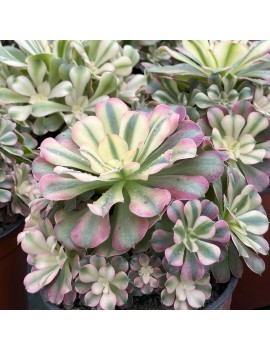 Aeonium 'Princess'