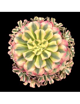 Aeonium 'Princess'