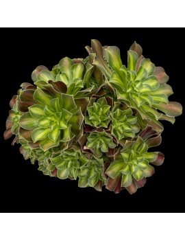 Aeonium 'Pink Witch Yellow Middle'