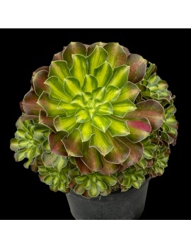 Aeonium 'Pink Witch Yellow Middle'