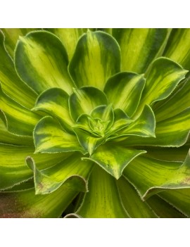 Aeonium 'Pink Witch Yellow Middle'