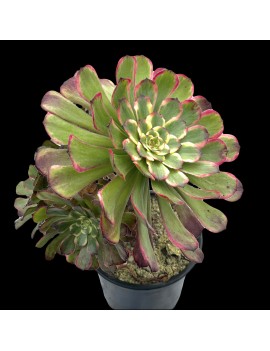 Aeonium 'Black King Kong'