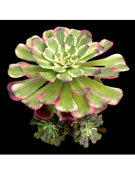 Aeonium 'Black King Kong'