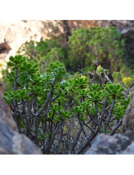 Aeonium korneliuslemsi Anti-Atlas