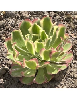 Aeonium 'Riverstone'