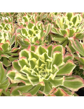 Aeonium 'Riverstone'